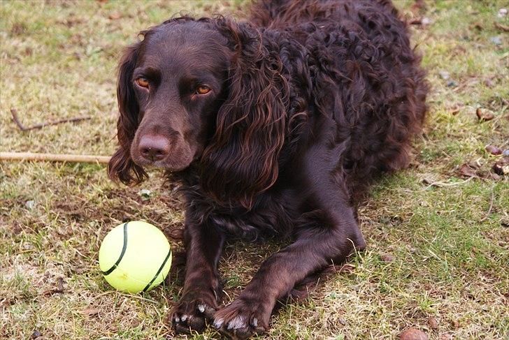 Tysk wachtelhund Uta Vom Rottenbach (R.I.P) billede 13