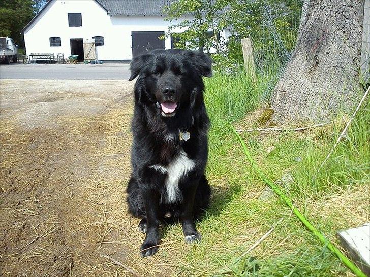 Blanding af racer Milas - Milas
Sommer Maj 2011 billede 3