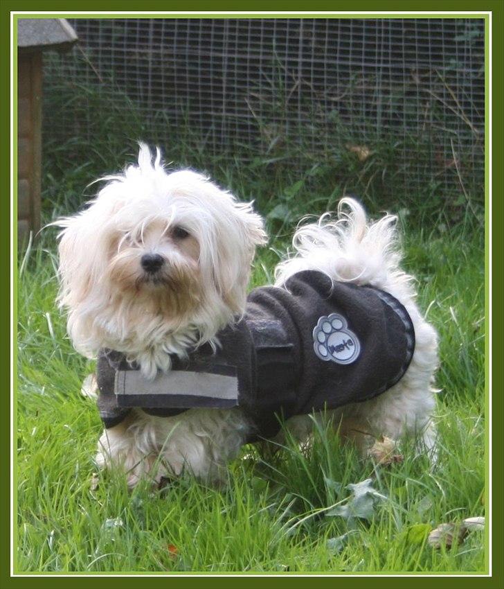 Malteser Sandy billede 1