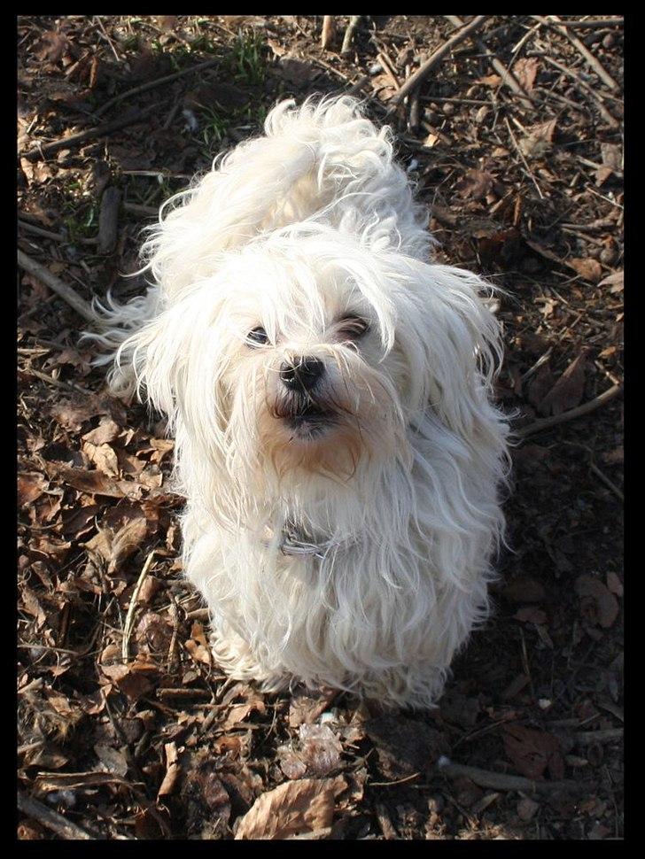 Malteser Sandy billede 2