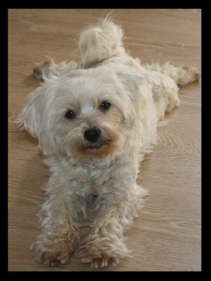 Malteser Sandy billede 3