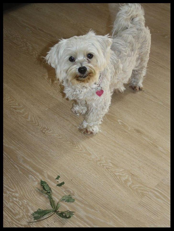 Malteser Sandy - skal vi bytte? du får et blad og jeg får din frikadelle?? billede 4