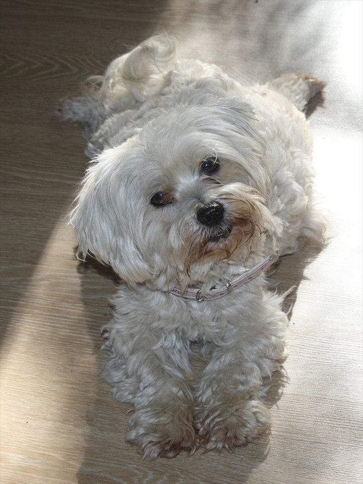 Malteser Sandy billede 5