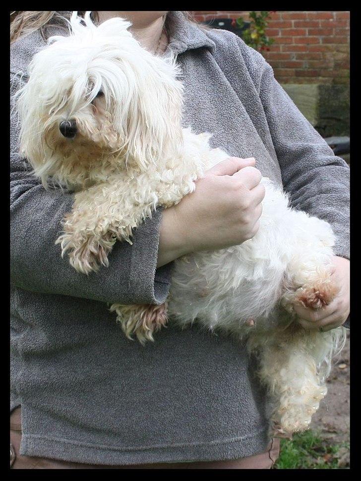 Malteser Sandy - Tykke Sandy, 2 uger før fødsel billede 6