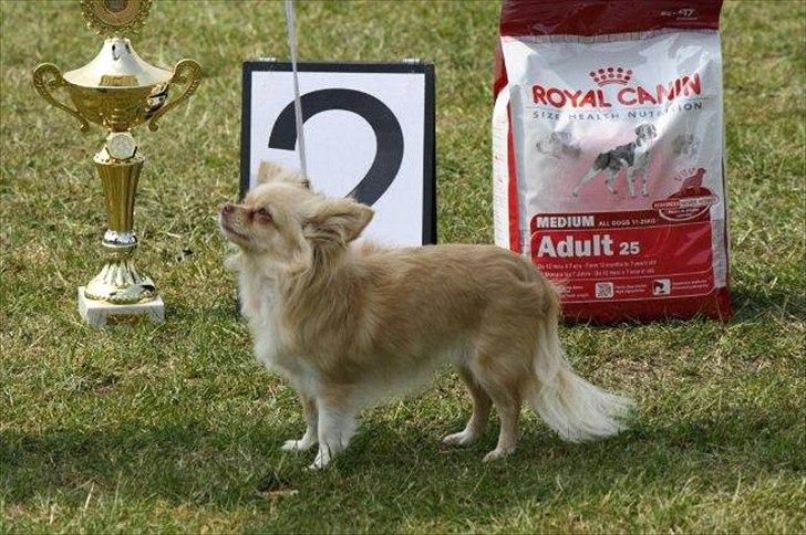 Chihuahua Rødebro´s Mitzi *DKCH - DECH* billede 1