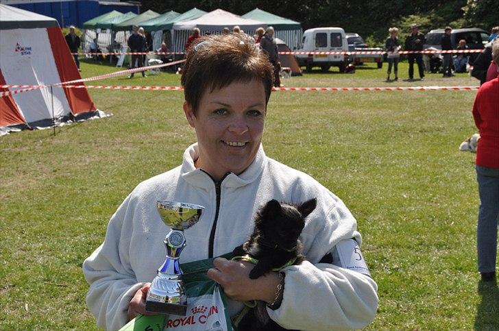 Chihuahua Lise´s Sumo *udstationeret* - Smukke Sumo, 1 vinder i hvalpeshow, Næstved 2011 billede 4