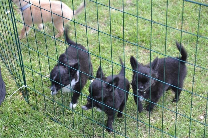 Chihuahua Lise´s Sumo *udstationeret* - Sumo og hans søstre, Lise´s Jennifer og Lise´s Troya billede 11