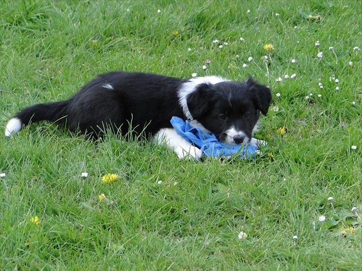 Border collie Danielsson´s Skyline Celix (Felix) - Felix 5 uger billede 2