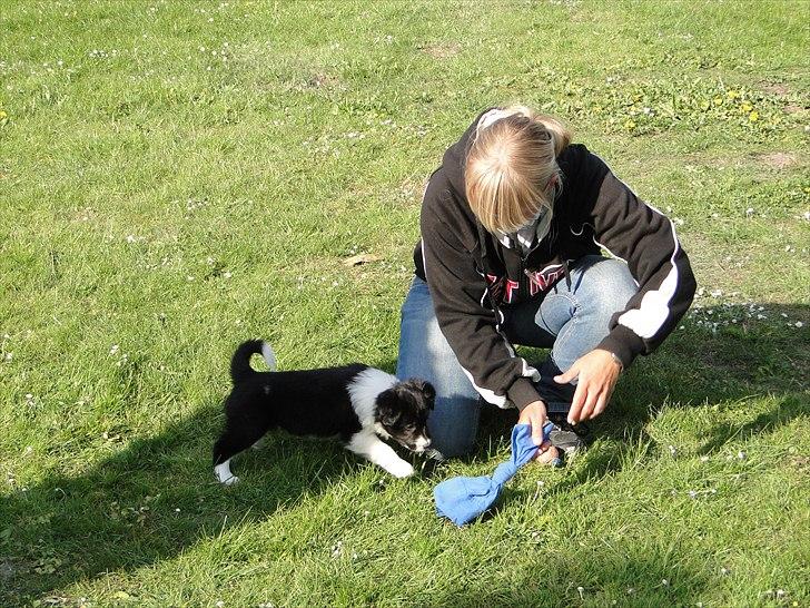 Border collie Danielsson´s Skyline Celix (Felix) - 5 uger billede 3