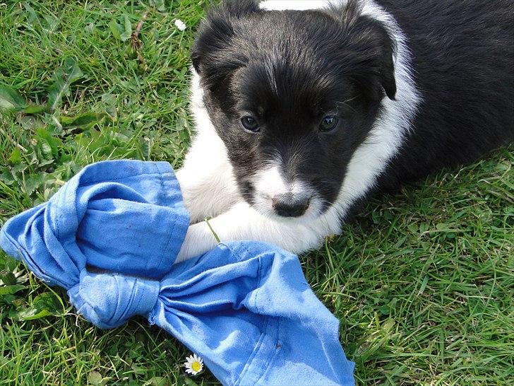 Border collie Danielsson´s Skyline Celix (Felix) - 5 uger billede 4