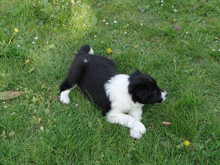 Border collie Danielsson´s Skyline Celix (Felix) - 5 uger billede 5
