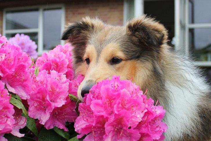 Shetland sheepdog Oscar aka. Vaps - Oscar snuser til blomsterne billede 1