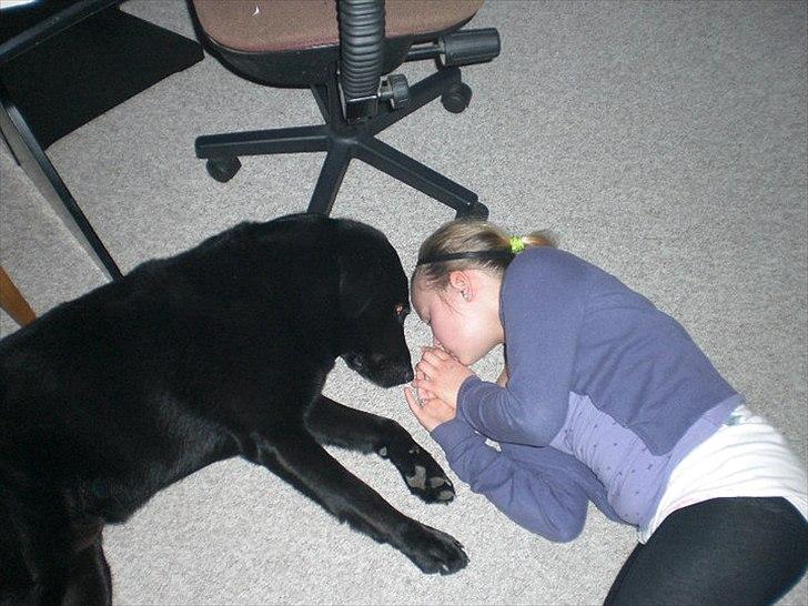 Labrador retriever Basse - Velkommen til Basses profil <3.
du er mit alt. ♥ billede 1