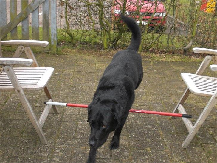 Labrador retriever Basse - Minskat ♥ billede 2