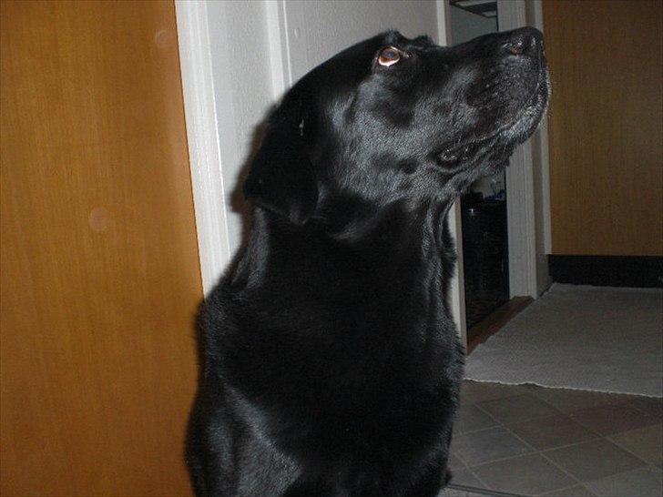 Labrador retriever Basse - Smuksak ♥ billede 3