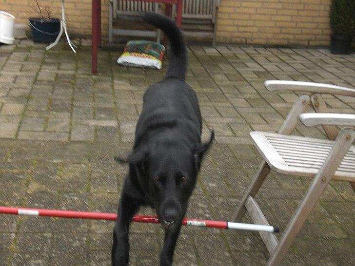 Labrador retriever Basse - waow ♥:-*. billede 4