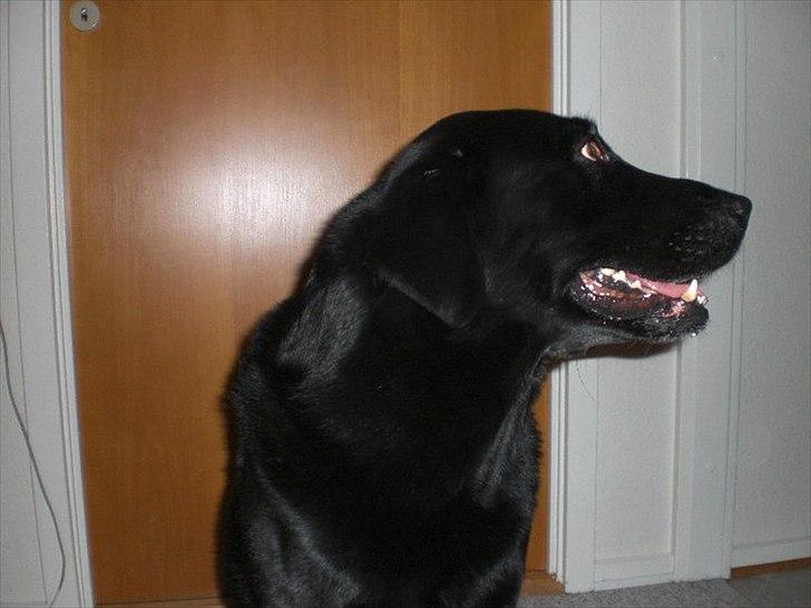 Labrador retriever Basse - Basse :-) billede 5