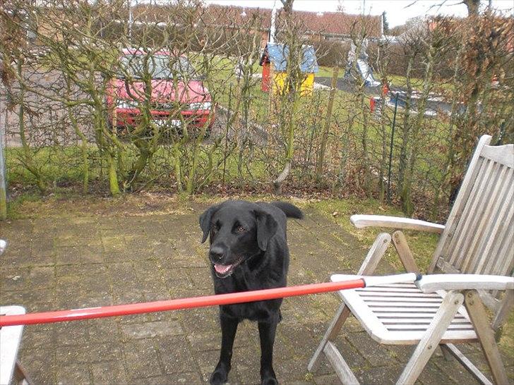 Labrador retriever Basse - seje d; billede 6