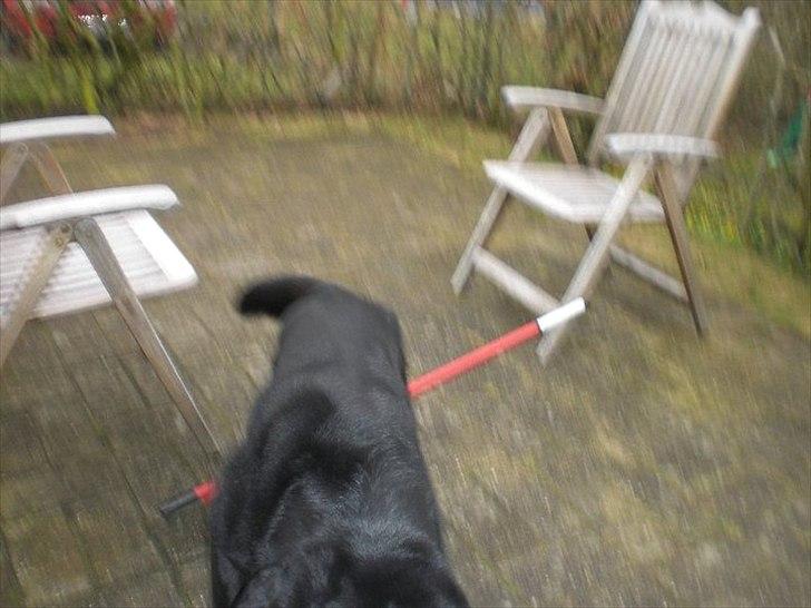 Labrador retriever Basse - mylife. billede 7