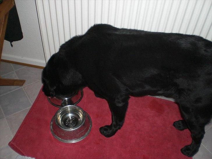 Labrador retriever Basse - haha :-). billede 8