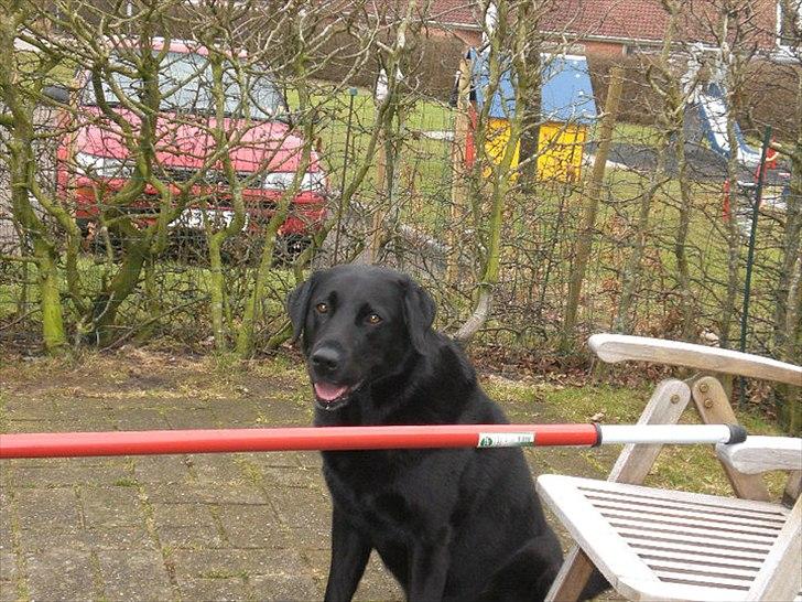 Labrador retriever Basse - Myway♥. billede 9