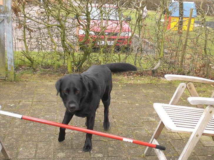 Labrador retriever Basse - Jeg elsker dig .. billede 10