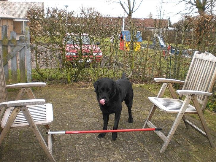 Labrador retriever Basse - Love you ♥ billede 11