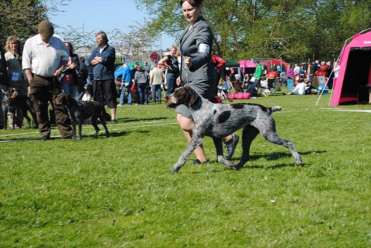 Ruhåret hønsehund Mika (Lillefisen) - Mika på sin første udstilling. Dkk international i Hillerød 2011. Hun bliver handlet af Sofie billede 10