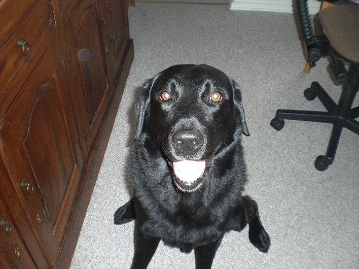 Labrador retriever Basse - Du er mit alt alt smukke hund ♥ billede 12