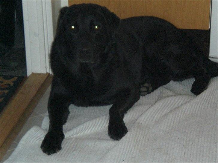 Labrador retriever Basse - you are my heart, my life and my soul. ♥ - because.. i love you. billede 13