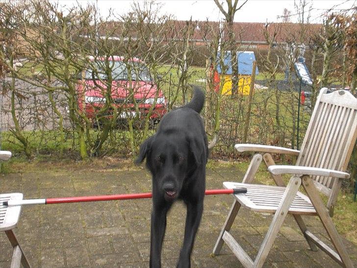 Labrador retriever Basse - Min hund er bare lidt sej. :) billede 14