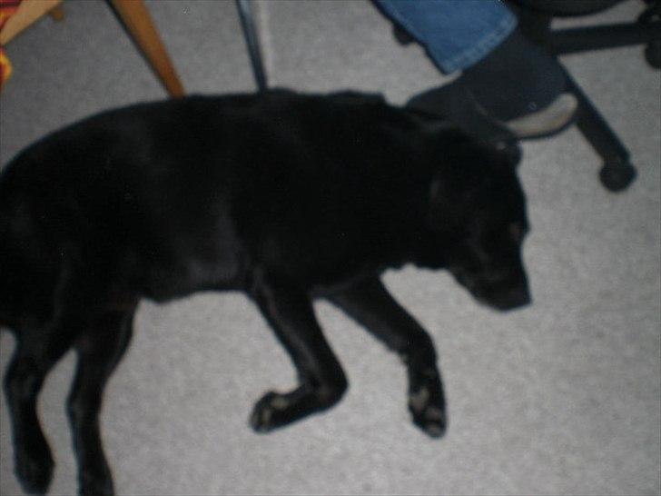 Labrador retriever Basse - sov godt.. *-; billede 15