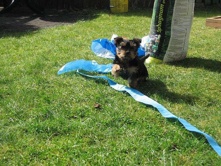 Australian silky terrier Mikki - 2 mdr. Sjovt at lege med "l****" poserne:) billede 3