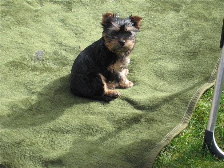 Australian silky terrier Mikki - Kan også sidde sødt:) billede 6