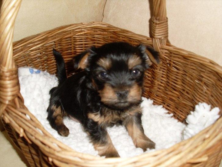 Australian silky terrier Mikki - 4 uger gl billede 4