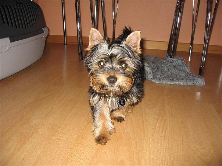 Australian silky terrier Mikki billede 7