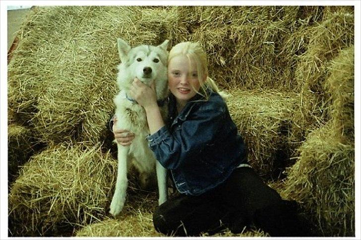 Siberian husky dejlige klein *R.I.P*  billede 5