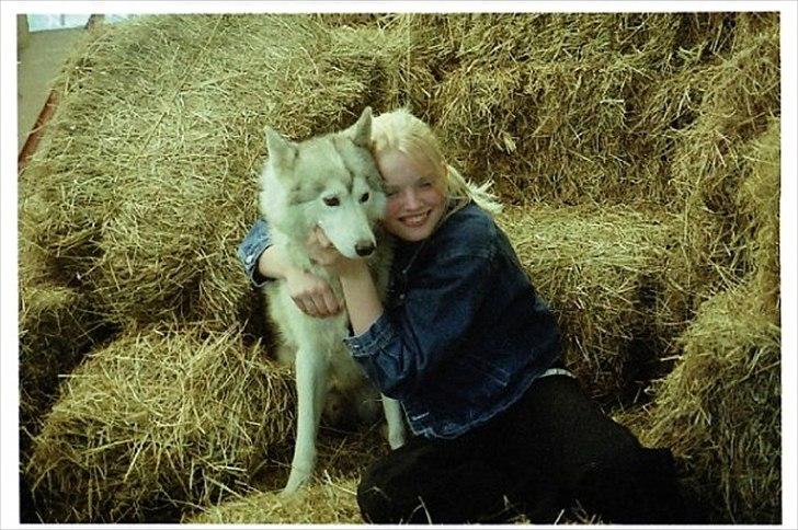 Siberian husky dejlige klein *R.I.P*  billede 6