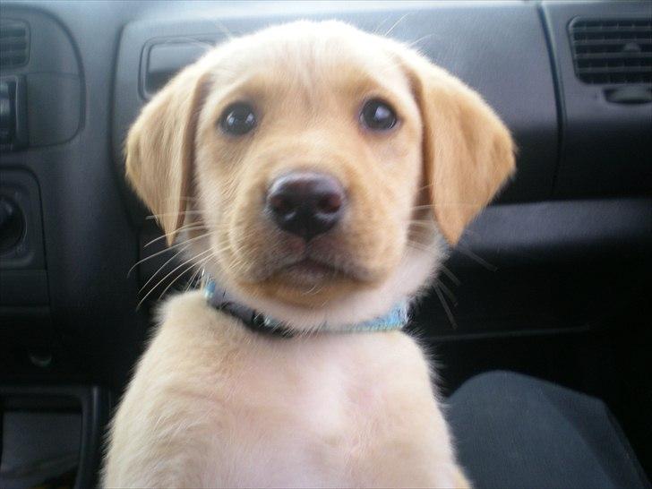 Blanding af racer Koda (Batman junior) <3 - Koda 8 uger (: billede 7