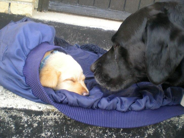 Blanding af racer Koda (Batman junior) <3 - Koda sys det er hårdt og være ude og hjælpe med a lave noget ! :) billede 8