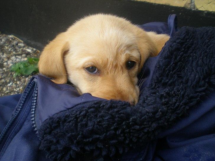 Blanding af racer Koda (Batman junior) <3 - Gå væk... Jeg sover ! :D billede 9