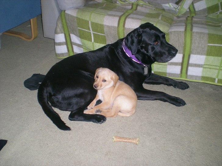 Blanding af racer Koda (Batman junior) <3 - Koda og farmand (: billede 10