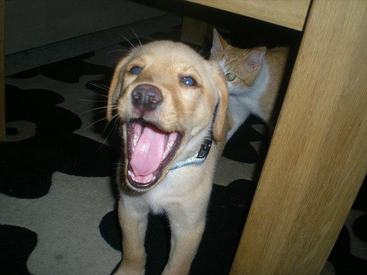 Blanding af racer Koda (Batman junior) <3 - Gaaab ! :D billede 11