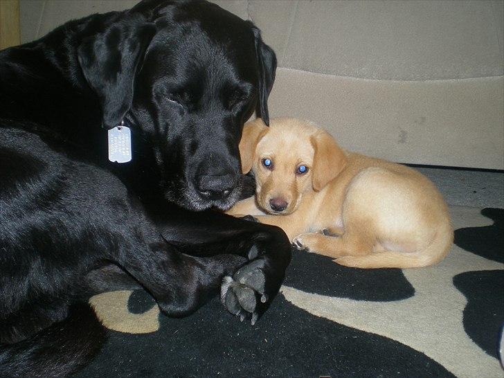 Blanding af racer Koda (Batman junior) <3 - Velkommen til Koda's profil ! :D billede 1