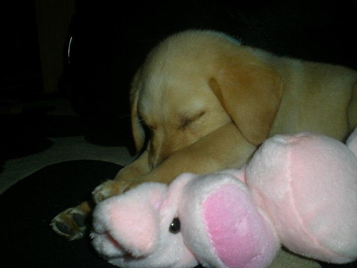 Blanding af racer Koda (Batman junior) <3 - Far's bamse er nu den bedste og sove på ! ;) billede 12