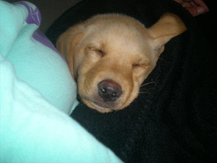 Blanding af racer Koda (Batman junior) <3 - Putte putte <3 (: billede 13