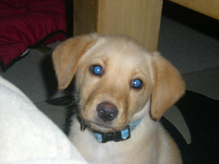 Blanding af racer Koda (Batman junior) <3 - Er jeg ikk søød ?? :) billede 14