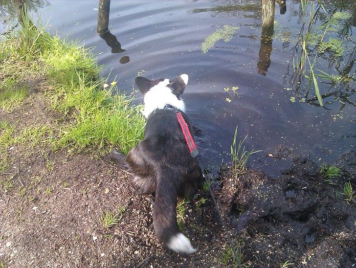 Welsh corgi cardigan Team Løvendahl´s Elli - Er det en haletudse derude?? billede 8