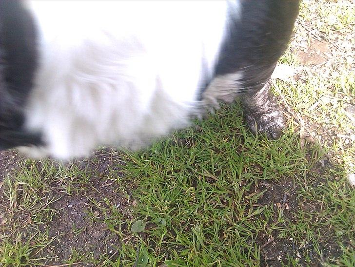 Welsh corgi cardigan Team Løvendahl´s Elli - Sorte poter!! billede 9