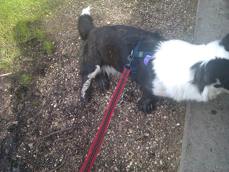 Welsh corgi cardigan Team Løvendahl´s Elli - Verdens sorteste poter!! billede 10